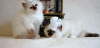 Compressed_2271
