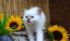 Compressed_2460