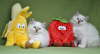 Compressed_2506