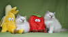 Compressed_2507