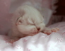 Compressed_2794